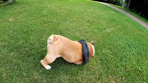 HOW TO TRAIN DOGS|||||| DOG LOVERS||
