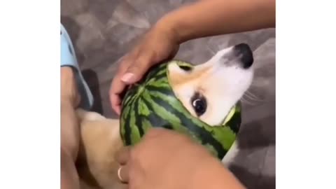 DOG Wearing watermelon hat 🤣🤣🤣🤣