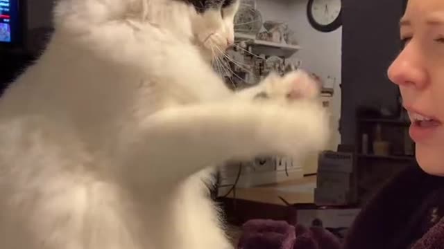 Angry Cat Shows Off Her Kung Fu Skills