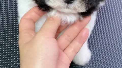 Thai new storesBaby, this one