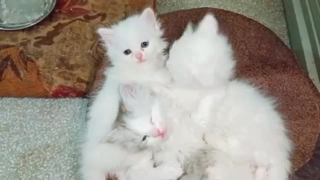 white Persian kittens triple coat #catvideooftheday #kitten #lovecats #funnycat #funnycatvideos #cat