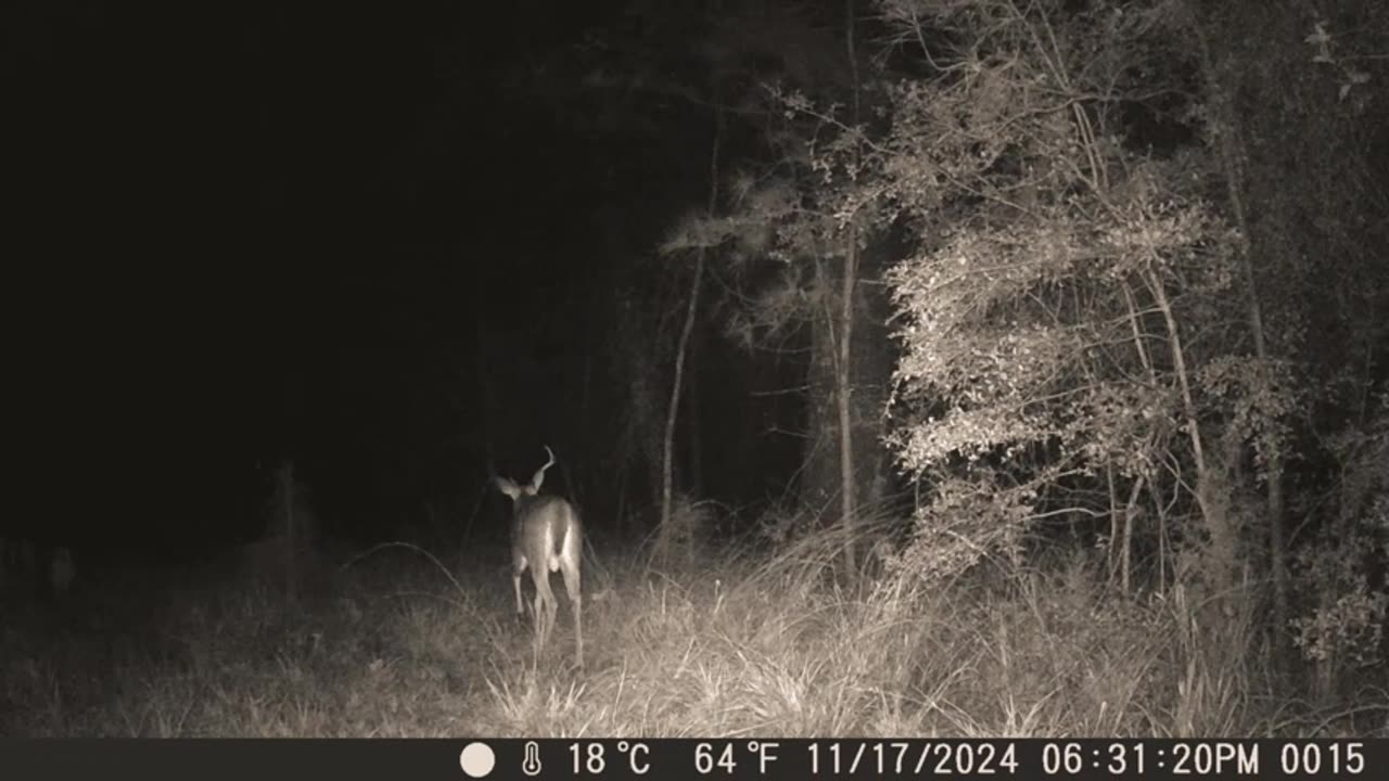 Game Camera Highlights Nov. 2024