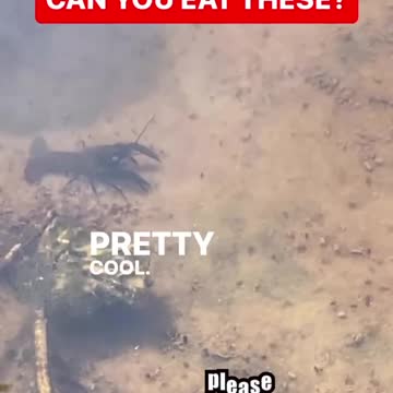 FRESH WATER CRAWFISH