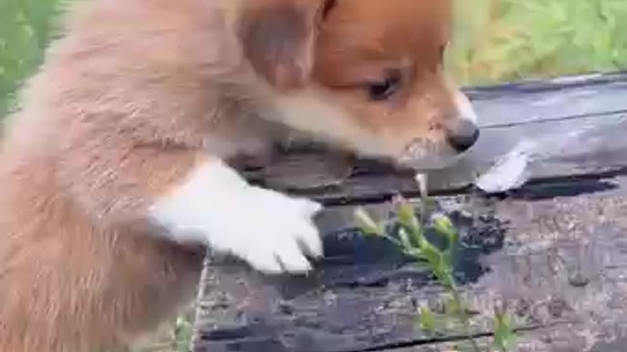 Cute animal clips #cuteanimals #animalvideos #adorablepets #cutepetvideos #funnyanimals #animallove