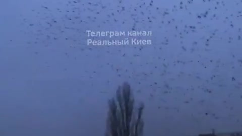 ΚΟΡΑΚΙΑ ΣΤΟ ΚΙΕΒΟ