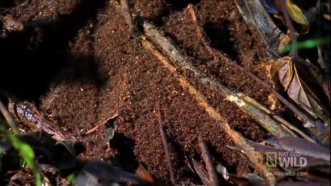 Army Ants Eat Everything | World's Deadliest