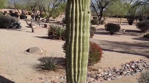 Arizona National Veterans Cemetery Phoenix AZ, flag at half-staff. 2/6/23