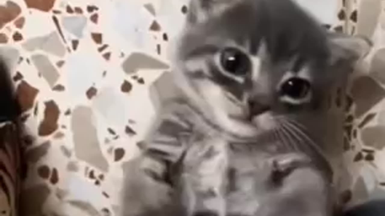 Funny cute cats video