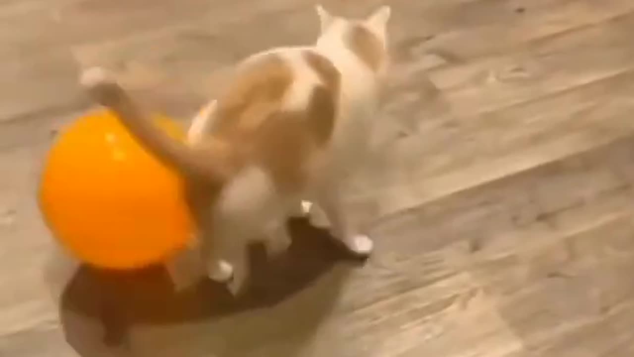 Cute cate funny movement