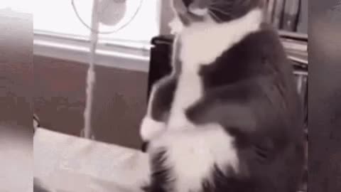 Cute Cat Gif