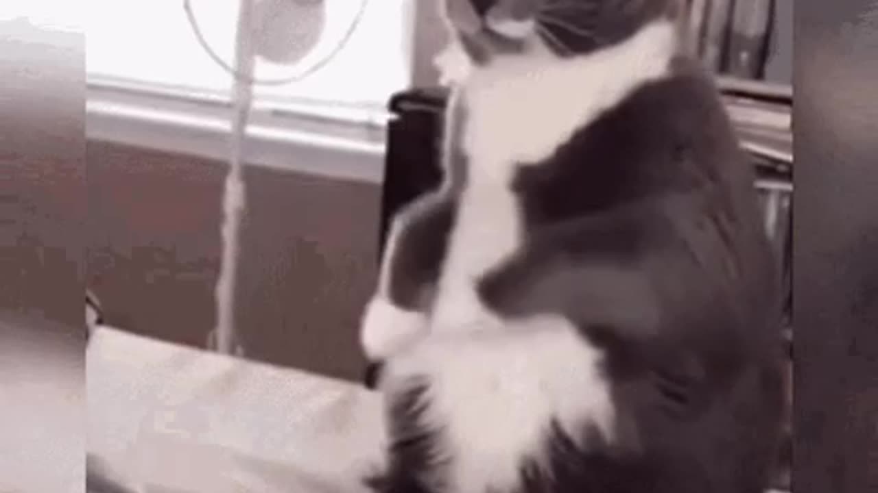 Cute Cat Gif