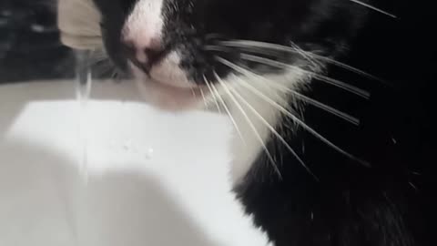 cat drinking water from the sink #cat