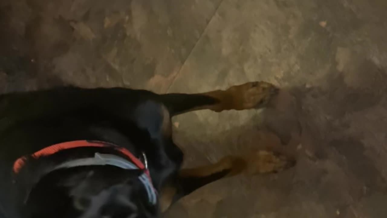 Doberman eats apple slices with deer out of jealousy