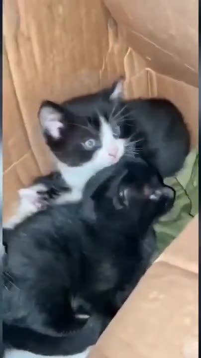 Ukrainian Rescuing a Box of Kittens