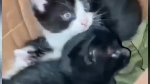 Ukrainian Rescuing a Box of Kittens