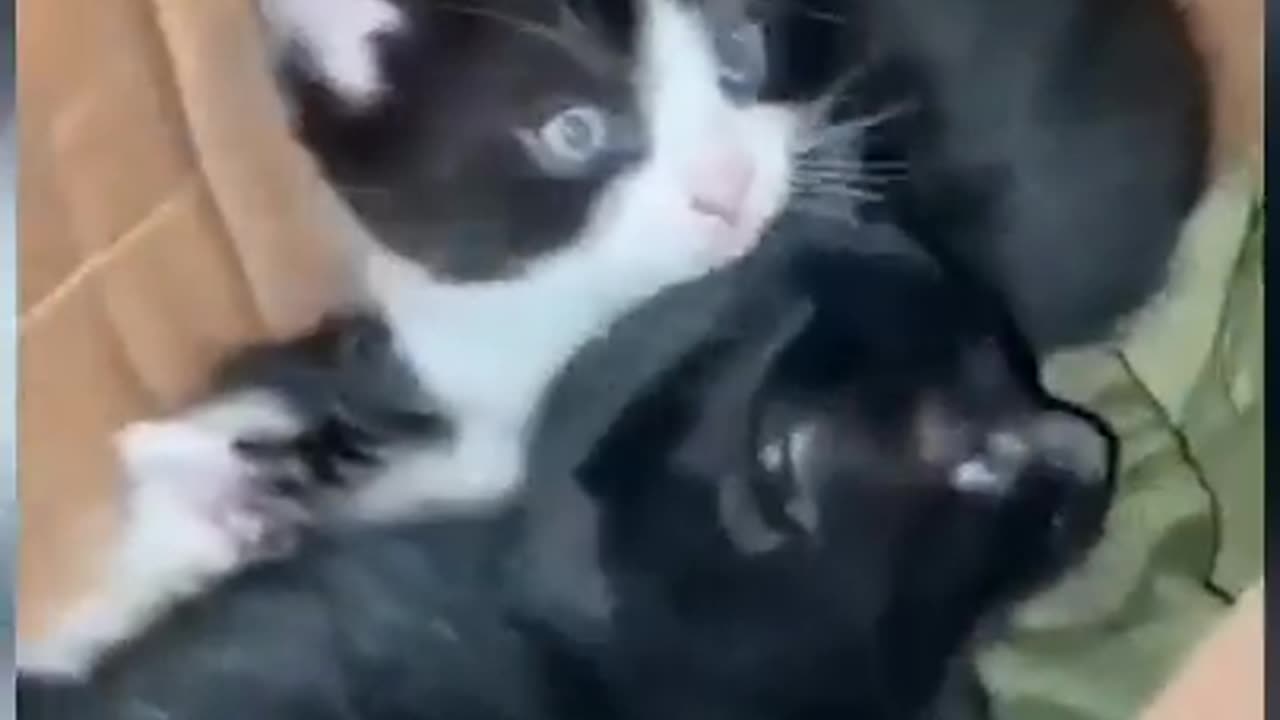 Ukrainian Rescuing a Box of Kittens