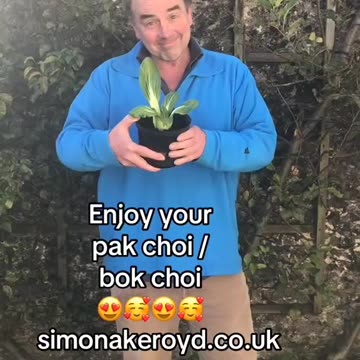 Growing bok choi from the supermarket