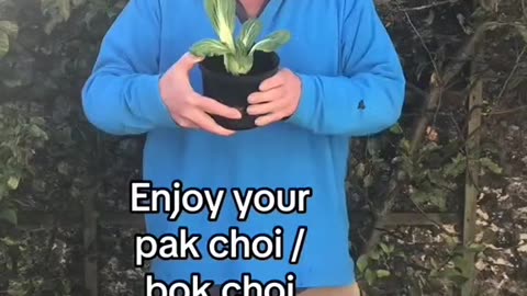 Growing bok choi from the supermarket