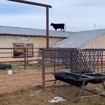 Ever seen a cow on a roof?