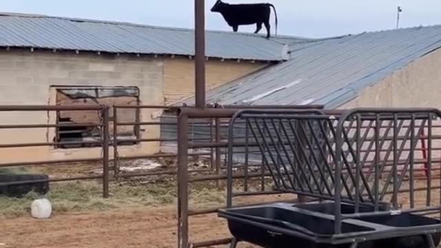 Ever seen a cow on a roof?