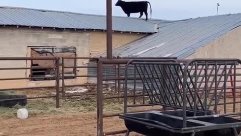 Ever seen a cow on a roof?