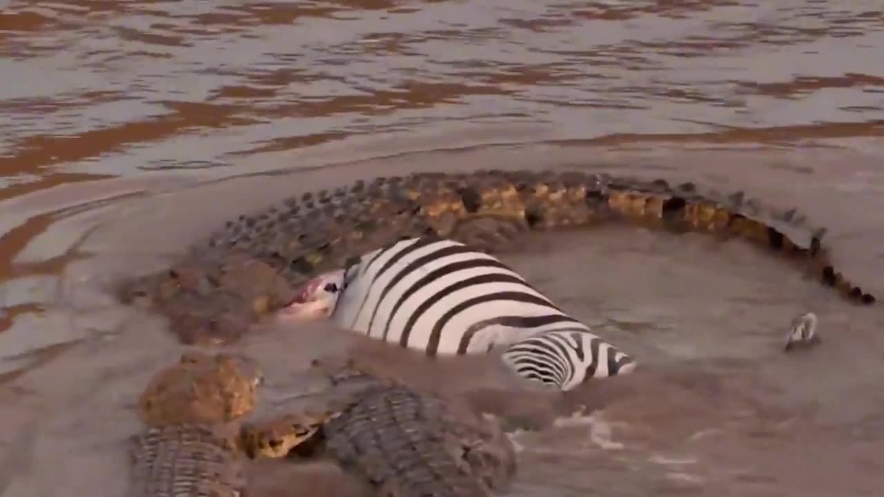 Animal WorldCrocodile predation