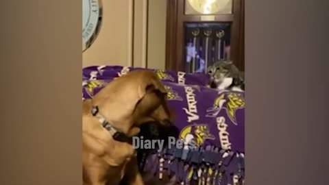 Funniest Animals 2024 🤣😅 New Funny Cats and Dogs Videos 😸🐶 Part - 1080-1