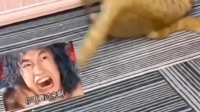 Funny cats compilation