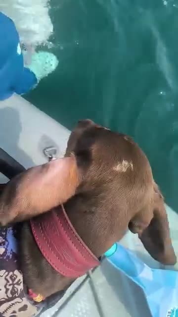 Beluga whale making friends