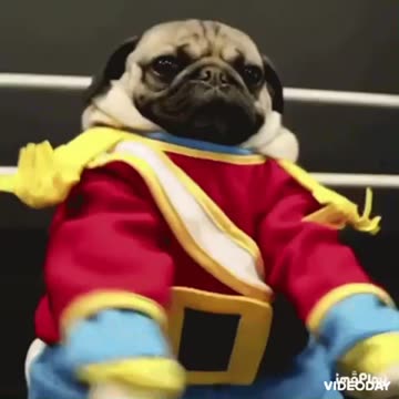 Cute Dog Gif