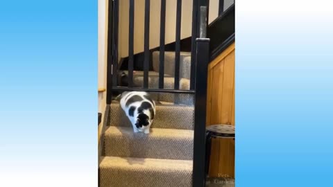 healing cute cats & dog compilation
