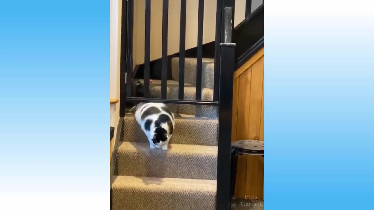 healing cute cats & dog compilation