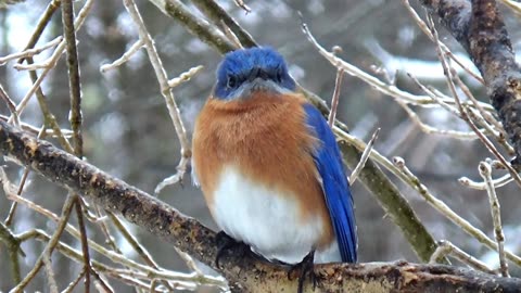 Bluebird