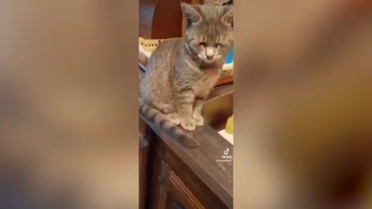 The interesting reaction of a cat when an onion goes into its eyes