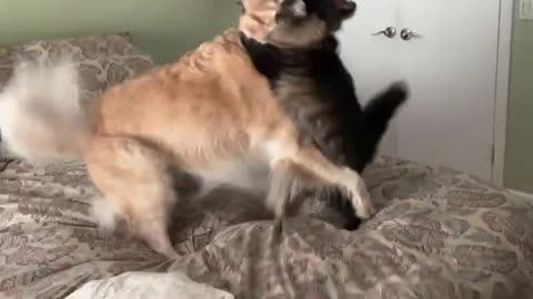 Molly the Dog and Milo the Cat Play Time