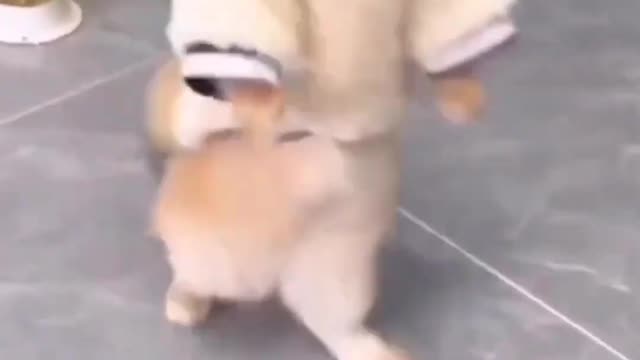 Funny Cat Video 🤣🤣🤣