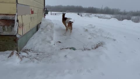 Dog Attacks Deer