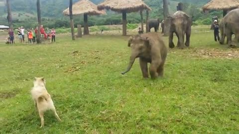 Cute Baby Elephant Gets Frustrated After Chasing A Dog
