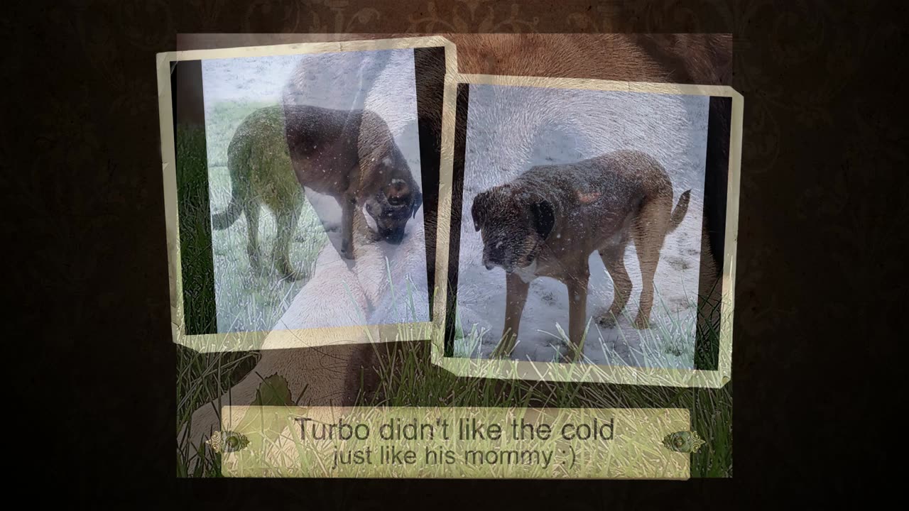 Turbo's Story