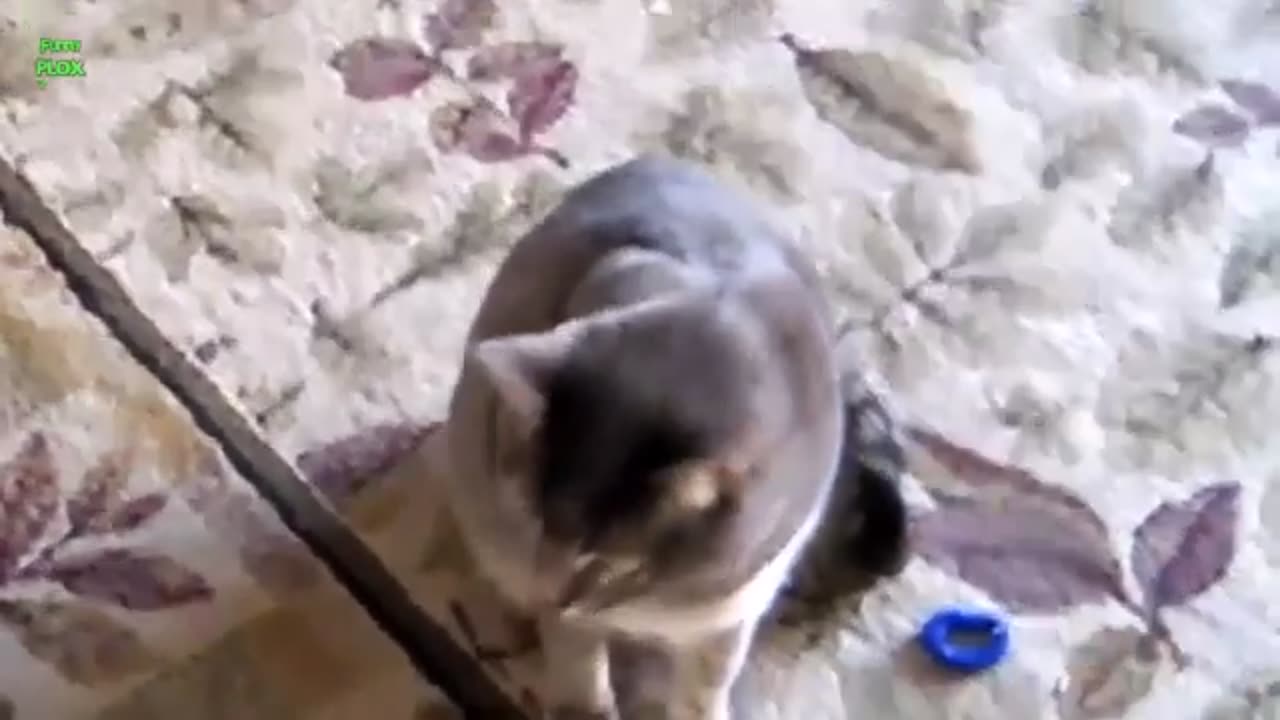 cute cat is playing