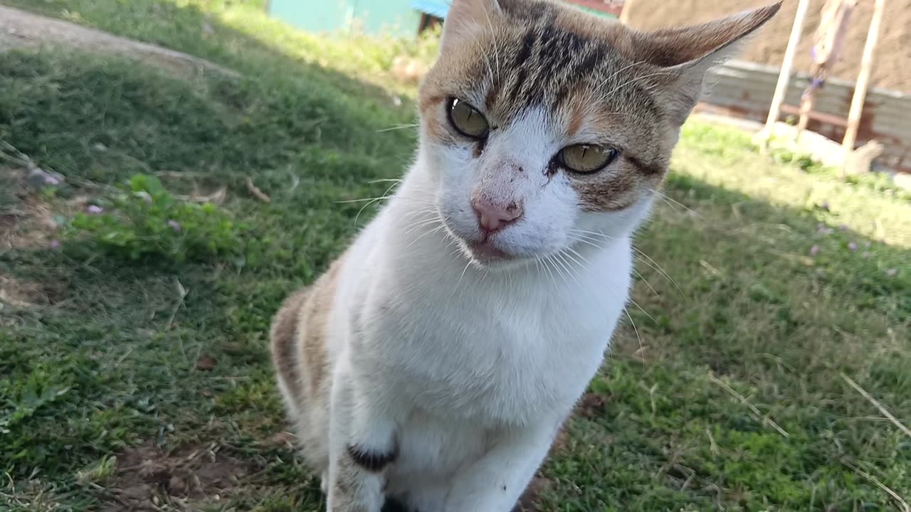 Cat