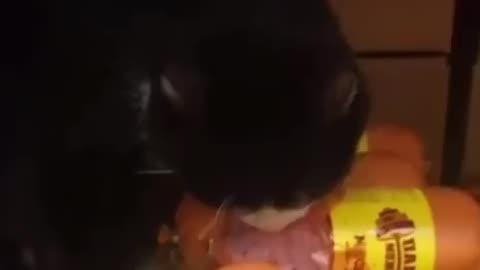 🙏❤🎉🎉🎉🎊🎊🎊️SWEET AND CUTE PETS SHOTS 🙏❤️❤️🎉🎉🎉🎊🎊🎊