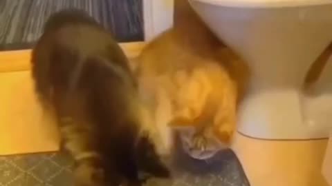 Pets Gone Wild: Hilarious Animal Antics That Will Make Your Day