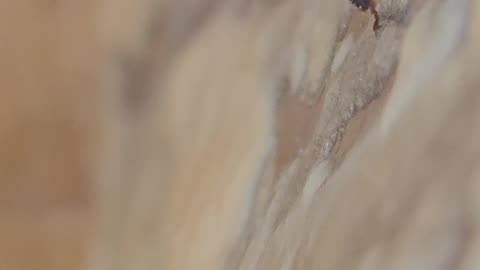 Bee Behaviour in 8k Ultra High Definition