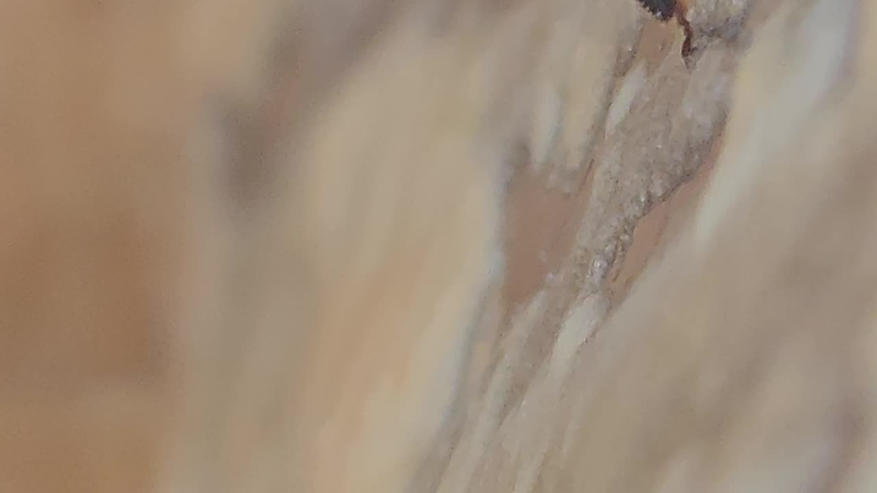 Bee Behaviour in 8k Ultra High Definition