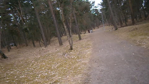 Tallskog. Planteringen, Helsingborg 13 April 2013