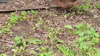 OMC! Brownie & friends exploring new area!🐔 Chickens in action! #brownie #friends #shorts #exploring