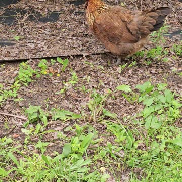 OMC! Brownie & friends exploring new area!🐔 Chickens in action! #brownie #friends #shorts #exploring