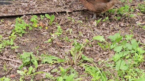 OMC! Brownie & friends exploring new area!🐔 Chickens in action! #brownie #friends #shorts #exploring