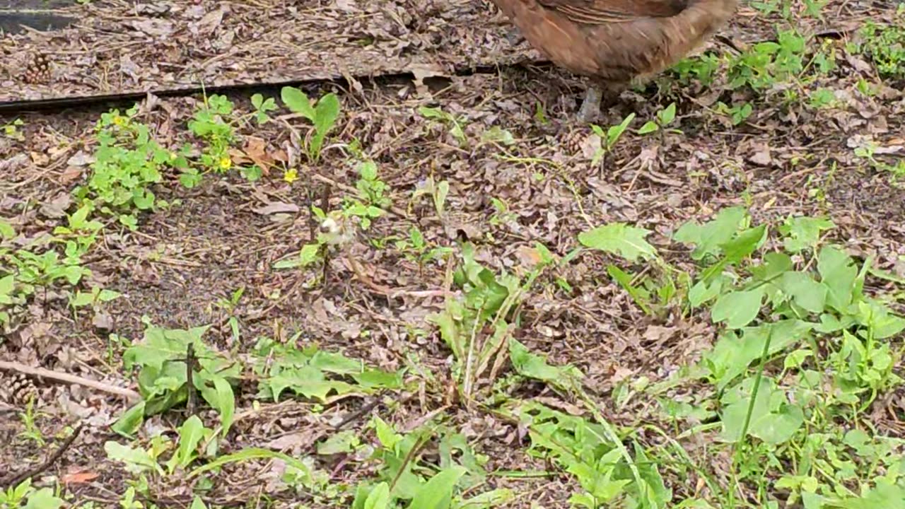 OMC! Brownie & friends exploring new area!🐔 Chickens in action! #brownie #friends #shorts #exploring